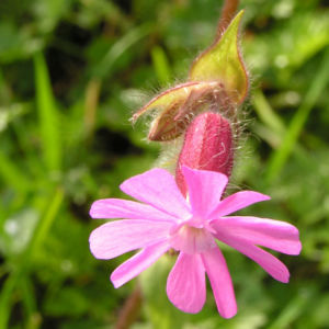 Rote Lichtnelke Bluete rosa Silene dioica 12