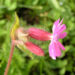 Zurück zum kompletten Bilderset Rote Lichtnelke Blüte rosa Silene dioica