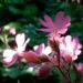 Zurück zum kompletten Bilderset Rote Lichtnelke Blüte rosa Silene dioica