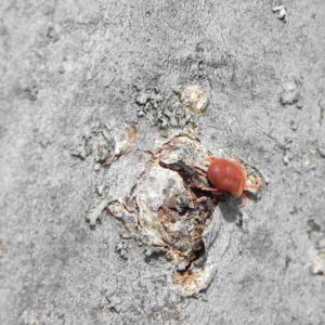 Rote Samtmilbe Trombidium holosericeum 01