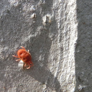 Rote Samtmilbe Trombidium holosericeum 02