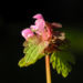 Zurück zum kompletten Bilderset Rote Taubnessel Blüte pink Lamium purpureum