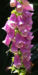 Zurück zum kompletten Bilderset Roter Fingerhut Blüte pink Digitalis purpurea