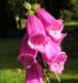 Zurück zum kompletten Bilderset Roter Fingerhut Blüte pink Digitalis purpurea