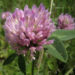 Zurück zum kompletten Bilderset Roter Klee Blüte rot Trifolium pratense
