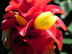 Roter Samt Ingwer Bluete gelb rot Costus barbatus 09