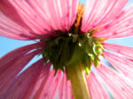 Bild:  Roter Scheinsonnenhut Echinacea purpurea