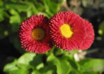 Bild:  Rotes Gänseblümchen Blüte rot gelb Bellis perennis