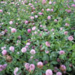 Bild:  Rotklee Blüte rot Trifolium pratense