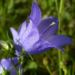 Zurück zum kompletten Bilderset Rundblättrige Glockenblume Blüte blau Campanula rotundifolia