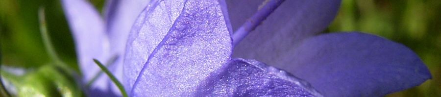 Anklicken um das ganze Bild zu sehen  Rundblättrige Glockenblume Blüte blau Campanula rotundifolia