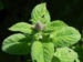 Zurück zum kompletten Bilderset Rundblättrige Minze Blatt grün blüte weiss lila Mentha suaveolens