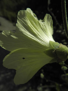 Runzelfruechtige Stockrose Bluete hell gelb Alcea rugosa 21