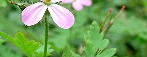 Anklicken um das ganze Bild zu sehen  Ruprechts Storchschnabel Blüte pink Geranium robertianum