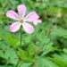Zurück zum kompletten Bilderset Ruprechts Storchschnabel Blüte pink Geranium robertianum