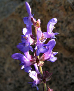 Rutenfoermiger Salbei Bluete lila Salvia virgata 07