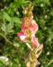 Zurück zum kompletten Bilderset Saat-Esparsette Blüte rosa Onobrychis viciifolia