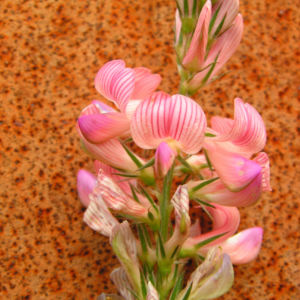 Saat Esparsette Bluete rosa Onobrychis viciifolia 02