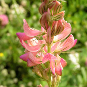 Saat Esparsette Bluete rosa Onobrychis viciifolia 03
