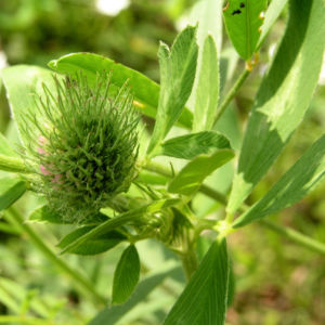 Saat Esparsette Bluete rosa Onobrychis viciifolia 04