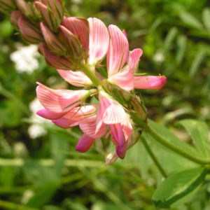 Saat Esparsette Bluete rosa Onobrychis viciifolia 05