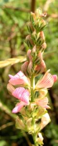 Saat Esparsette Bluete rosa Onobrychis viciifolia 06