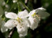 Zurück zum kompletten Bilderset Sachalin Apfel Baum Blüte weiß Malus sachalinensis