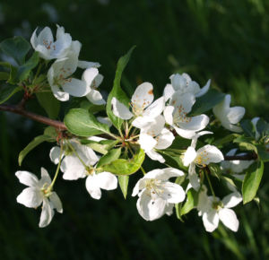 Sachalin Apfel Baum Bluete weiss Malus sachalinensis 03