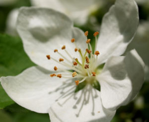 Sachalin Apfel Baum Bluete weiss Malus sachalinensis 04