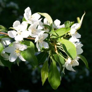 Sachalin Apfel Baum Bluete weiss Malus sachalinensis 05