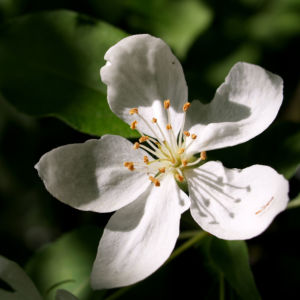 Sachalin Apfel Baum Bluete weiss Malus sachalinensis 07