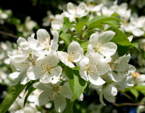 Sachalin Apfel Baum Bluete weiss Malus sachalinensis 08