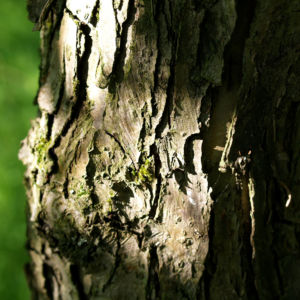 Sachalin Apfel Baum Bluete weiss Malus sachalinensis 09