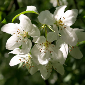 Sachalin Apfel Baum Bluete weiss Malus sachalinensis 10