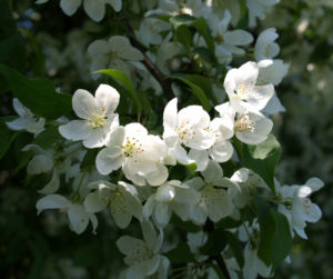 Sachalin Apfel Baum Bluete weiss Malus sachalinensis 12