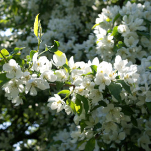 Sachalin Apfel Baum Bluete weiss Malus sachalinensis 13