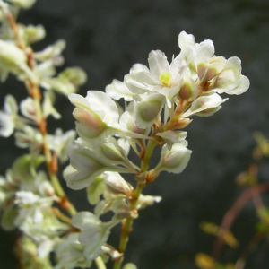 Sachalin Knoeterich Reynoutria sachalinensis 01