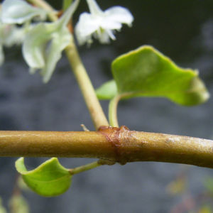 Sachalin Knoeterich Reynoutria sachalinensis 02