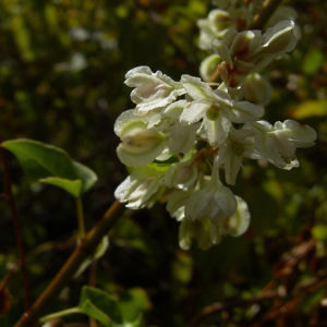 Sachalin Knoeterich Reynoutria sachalinensis 04