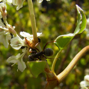 Sachalin Knoeterich Reynoutria sachalinensis 05