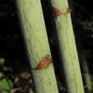 Sachalin Staudenknoeterich Staengel Blatt gruen Reynoutria sachalinensis 13