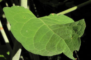 Sachalin Staudenknoeterich Staengel Blatt gruen Reynoutria sachalinensis 17