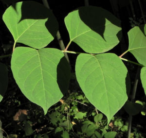 Sachalin Staudenknoeterich Staengel Blatt gruen Reynoutria sachalinensis 18