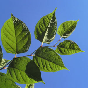 Sachalin Staudenknoeterich Staengel Blatt gruen Reynoutria sachalinensis 19