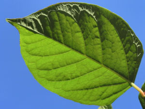 Sachalin Staudenknoeterich Staengel Blatt gruen Reynoutria sachalinensis 21
