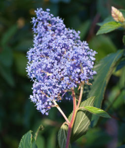 Saeckelblume Kalifornischer Flieder Strauch Bluetendolde hellblau Ceanothus delilianus 05