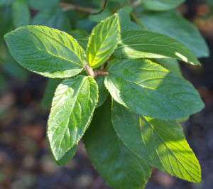 Saeckelblume Kalifornischer Flieder Strauch Bluetendolde hellblau Ceanothus delilianus 06
