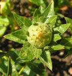 Saflor Faerberdistel Bluete orange Carthamus tinctorius 01