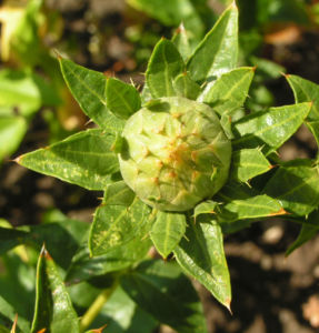 Saflor Faerberdistel Bluete orange Carthamus tinctorius 01