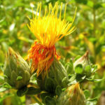 Saflor Faerberdistel Bluete orange Carthamus tinctorius 02